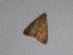 Bagisarinae