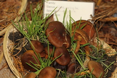 Cortinarius malicorius