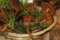 Cortinarius malicorius