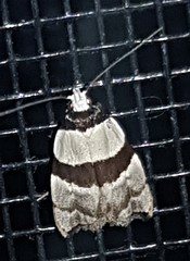 Zonopetala glauconephela