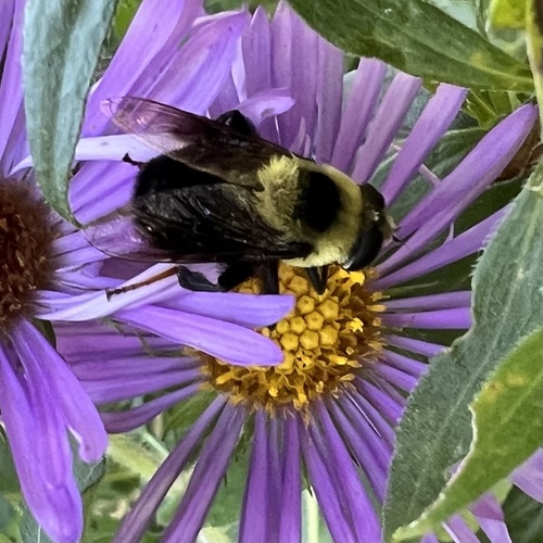 Unknown species found near Lebanon Hills Regional Park, Eagan, MN, US