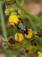 Pachycnema crassipes