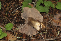 Tricholoma atroviolaceum image