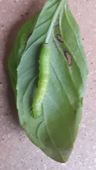 Chrysodeixis chalcites
