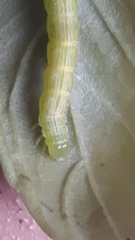 Chrysodeixis chalcites