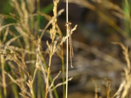 Photo of Common Winter Damselfly (Sympecma fusca)