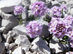 Noccaea rotundifolia