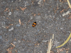 Cryptocephalus formosanus