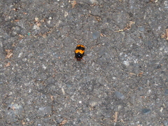 Cryptocephalus formosanus