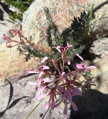 Pelargonium trifoliolatum