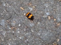 Cryptocephalus formosanus