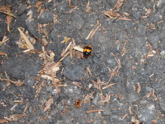 Cryptocephalus formosanus