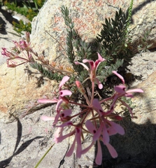Pelargonium trifoliolatum
