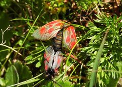 Zygaena exulans