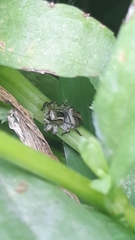 Aphirape misionensis