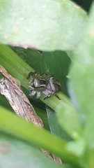 Aphirape misionensis