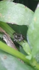 Aphirape misionensis