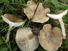 Melanoleuca grammopodia