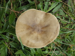 Melanoleuca grammopodia