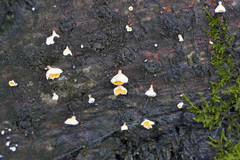 Lachnellula calyciformis