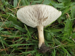 Melanoleuca grammopodia