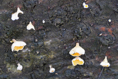 Lachnellula calyciformis