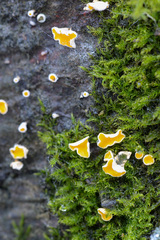 Lachnellula calyciformis