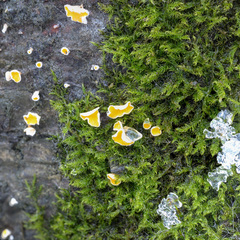 Lachnellula calyciformis