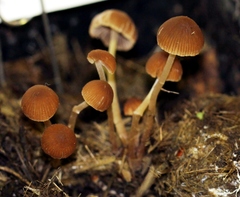 Psathyrella stercoraria