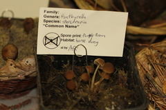 Psathyrella stercoraria