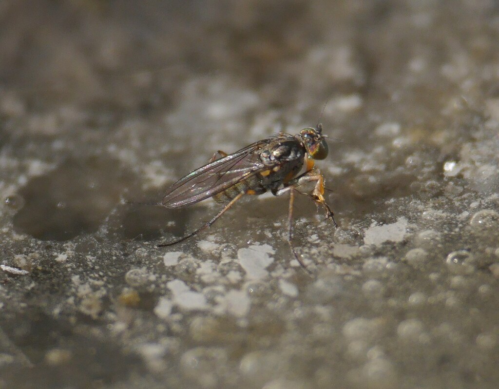 Fancy-legged Fly