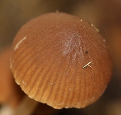 Psathyrella stercoraria