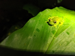 Centrolenidae