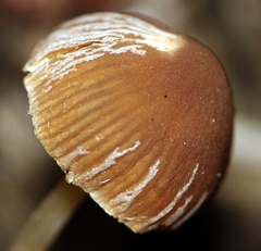 Psathyrella stercoraria