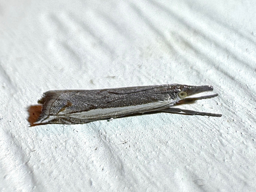 Diminutive Grass-veneer photo 2