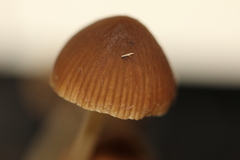 Psathyrella stercoraria