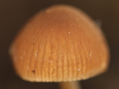 Psathyrella stercoraria