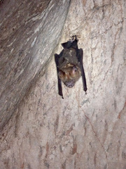 Hipposideros armiger