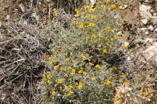 Image of Thymophylla setifolia by (c) Eric Knight, some rights reserved (CC BY)