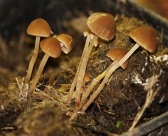 Psathyrella stercoraria