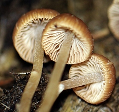 Psathyrella stercoraria
