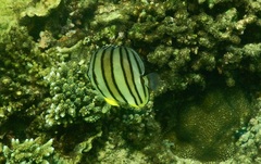 Chaetodon octofasciatus