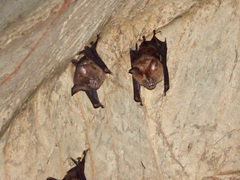 Hipposideros armiger