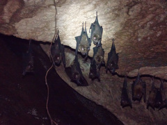 Hipposideros armiger