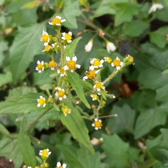 Galinsoga quadriradiata