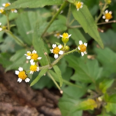 Galinsoga quadriradiata