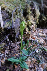 Pterostylis scabrida