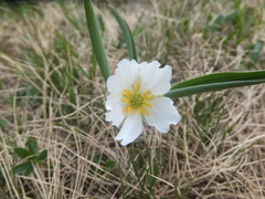 Ranunculus kuepferi