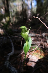 Pterostylis scabrida
