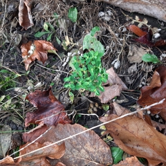Euphorbia peplus